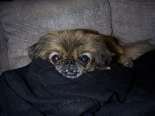 Princess Pugswald